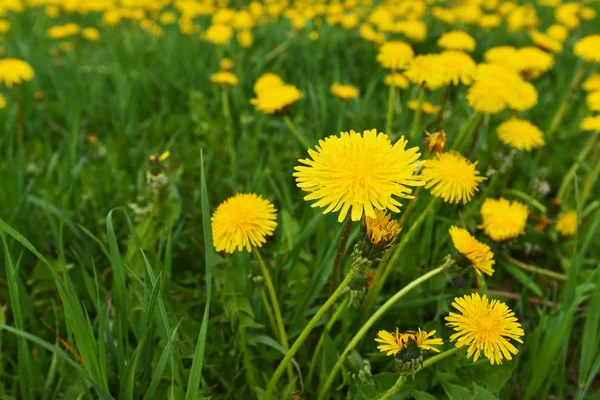 Yellow dandelions in field — Stock Photo, Image