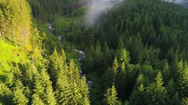 Orman dağlarında üzerinde uçuş