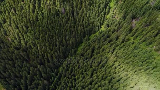 Vuelo sobre el bosque en las montañas — Vídeos de Stock