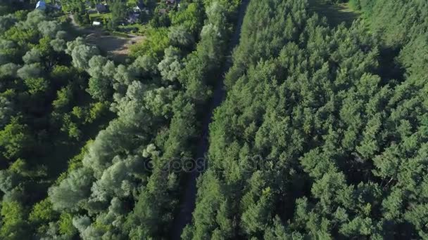 Flying above road and forest — Stock Video