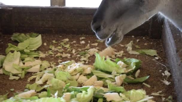 Cute llamas eating vegetables close up — Stock Video