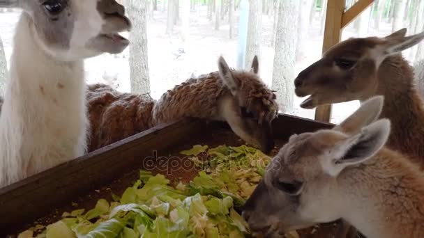 Niedliche Lama essen aus nächster Nähe — Stockvideo