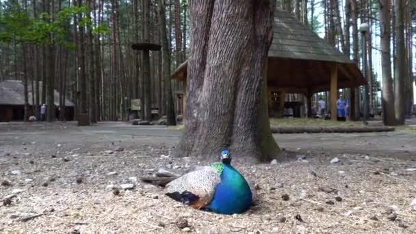 Pavo real joven en el zoológico — Vídeos de Stock