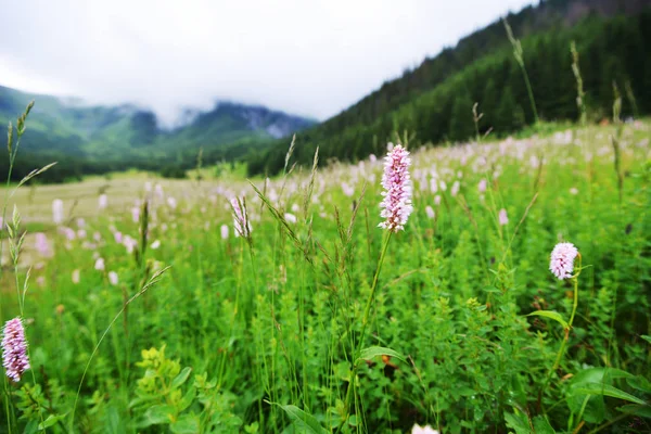 山の花草原 — ストック写真