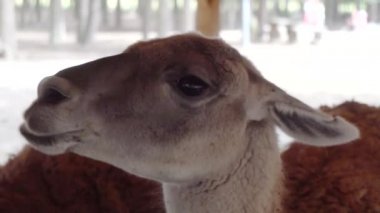 şirin llamas sebze yeme yakın çekim