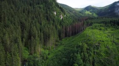 Orman dağlarında üzerinde uçuş