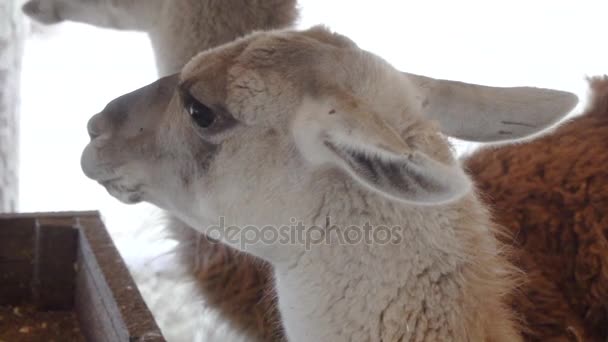 mignons lamas manger des légumes de près 