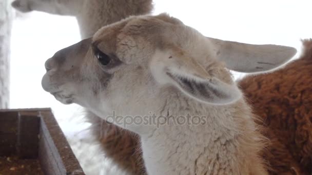 Cute llamas eating vegetables close up — Stock Video