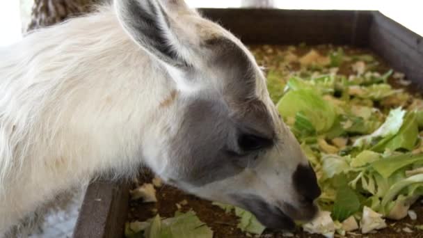 Милые ламы едят овощи вблизи — стоковое видео