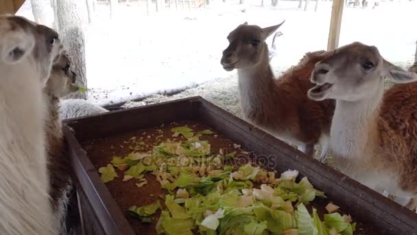 Cute llama eating close up — Stock Video