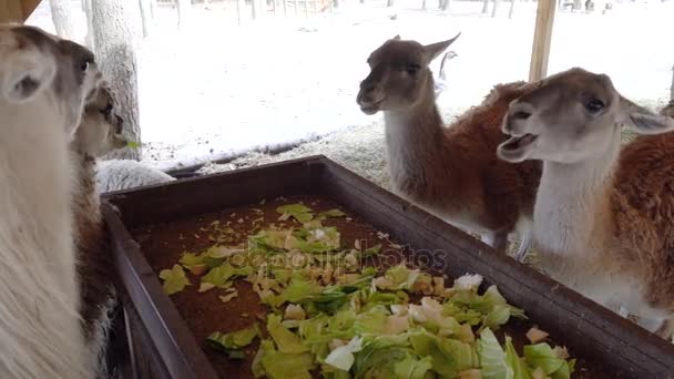 Schattig Lama eten close-up — Stockvideo