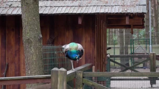 Pavo real joven en el zoológico — Vídeos de Stock