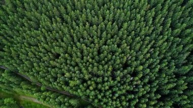 Orman dağlarında üzerinde uçuş