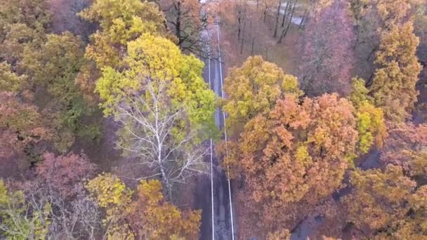 Sonbahar park manzaralı uçuş — Stok video