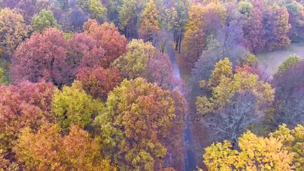 Flug über Herbstpark — Stockvideo