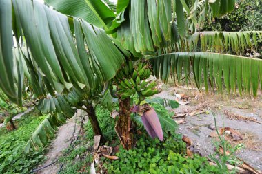 Güzel muz çiçekler 