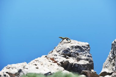 Kertenkele kayalık uçurum