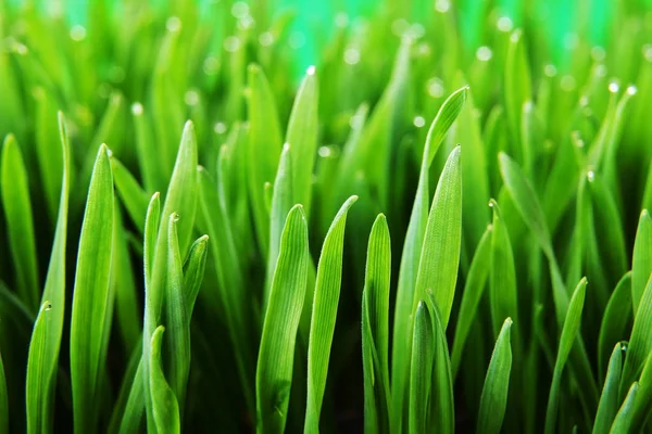 Fresh green grass — Stock Photo, Image