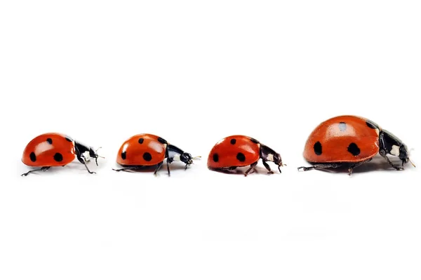 Mother ladybug with three kids — Stock Photo, Image