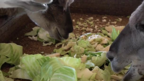 Милые ламы едят овощи вблизи — стоковое видео