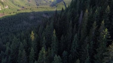 Orman dağlarında üzerinde uçuş