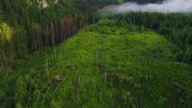 Orman dağlarında üzerinde uçuş