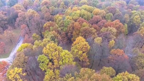Flight over autumn park — Stock Video