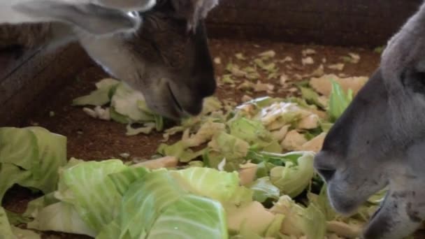 Cute llamas eating vegetables close up — Stock Video