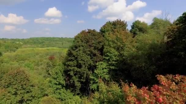 Полет над зеленым лесом осенью — стоковое видео