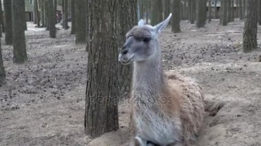 komik beyaz lama yakın çekim Hayvanat Bahçesi