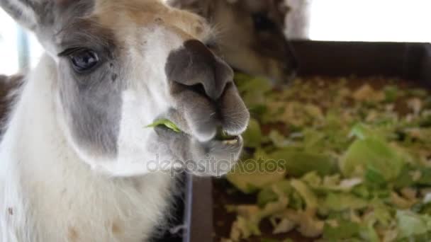 Llamas bonito comer legumes de perto — Vídeo de Stock