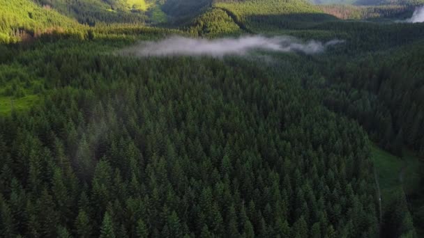 Flyg över skogen i bergen — Stockvideo