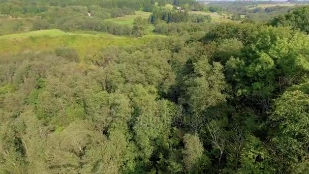 Flying above green forest at autumn — Stock Video