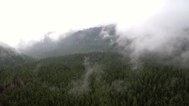 Flug über Wald in den Bergen — Stockvideo