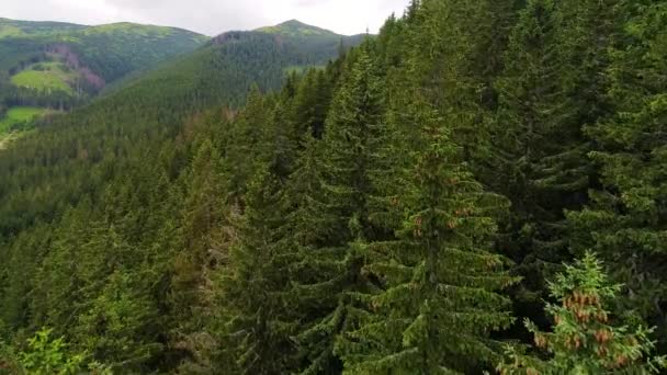 Repülés során erdő, a hegyek — Stock videók
