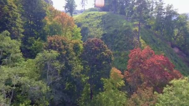 Flying above green forest at autumn — Stock Video