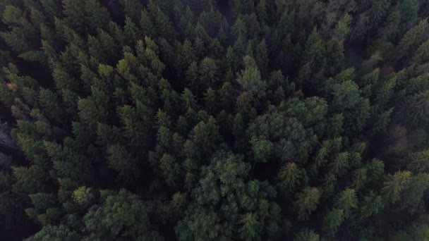 Flygande ovanför gröna skogen på sommartid — Stockvideo