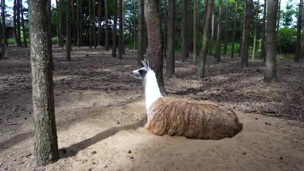 Divertido lama blanco primer plano en el zoológico — Vídeo de stock