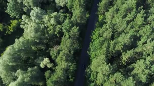 Aerial view of sport car driving in forest — Stock Video