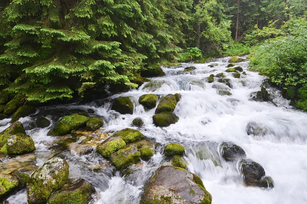 Ruisseau dans la forêt de montagne — Photo