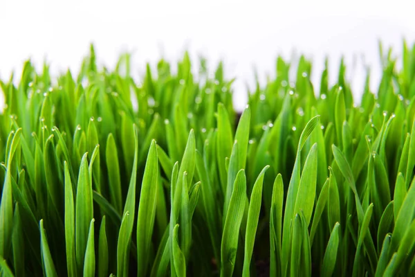 Fresh green grass — Stock Photo, Image