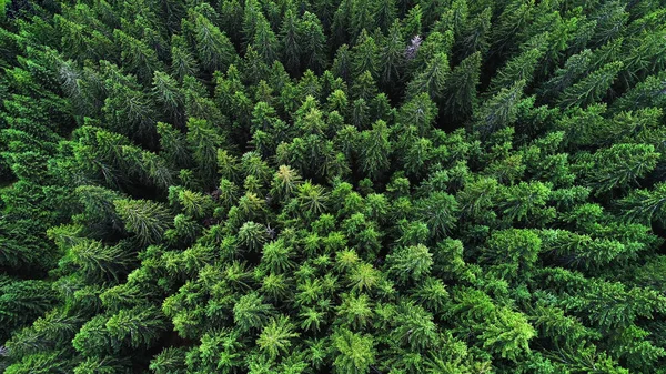 Lussureggiante foresta di conifere — Foto Stock