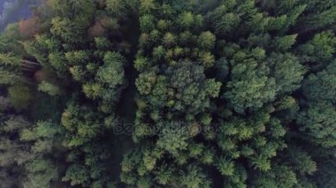 Yaz saati, yeşil orman yukarıda uçan