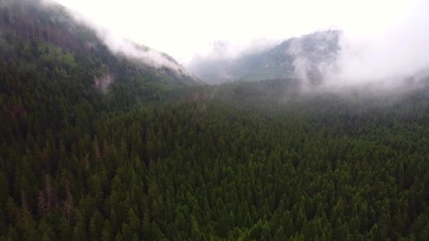 Vuelo sobre el bosque en las montañas — Vídeo de stock