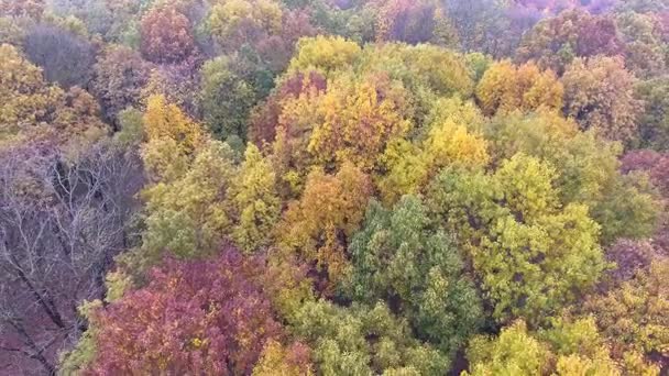 Flug über Herbstpark — Stockvideo