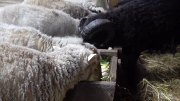 Ovejas comiendo en la granja — Vídeos de Stock