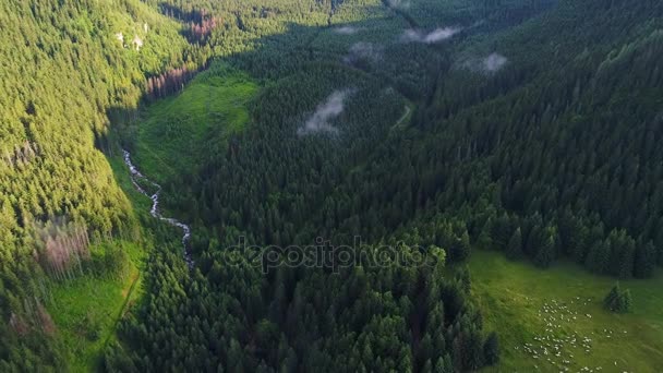 Lot nad lasów w górach — Wideo stockowe