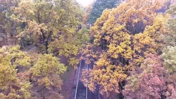 Vuelo sobre el parque de otoño — Vídeos de Stock