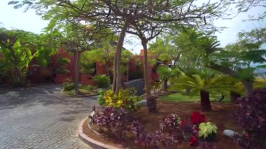 Tenerife Plam ağaçların altında yürüyüş