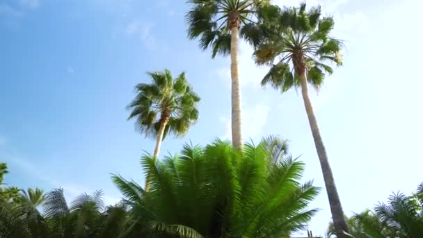 Passeggiare sotto gli alberi di Plam a Tenerife — Video Stock